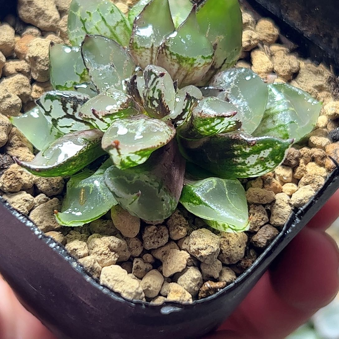 冰皇缀化十二卷多肉植物