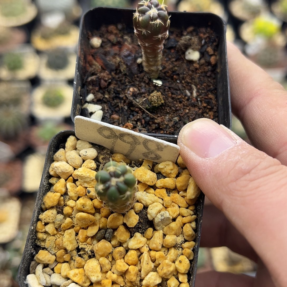 998惠毛两个实生KKK