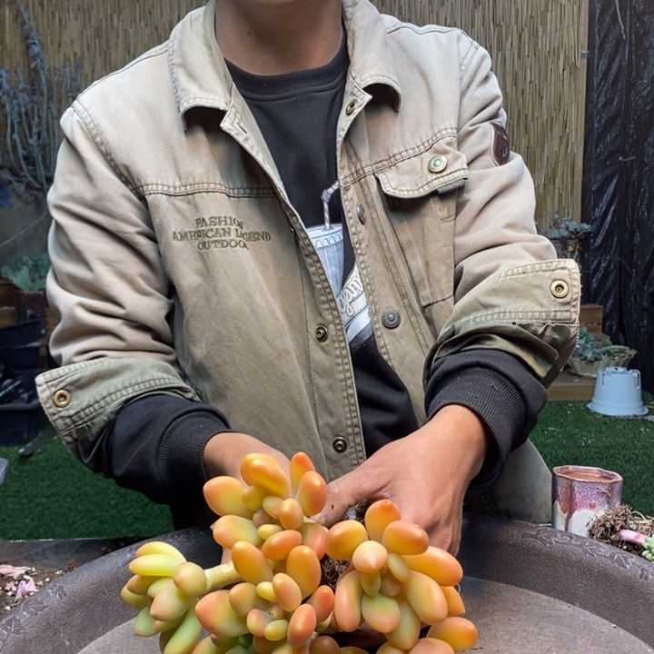 诗***诗192号金蝉多肉植物
