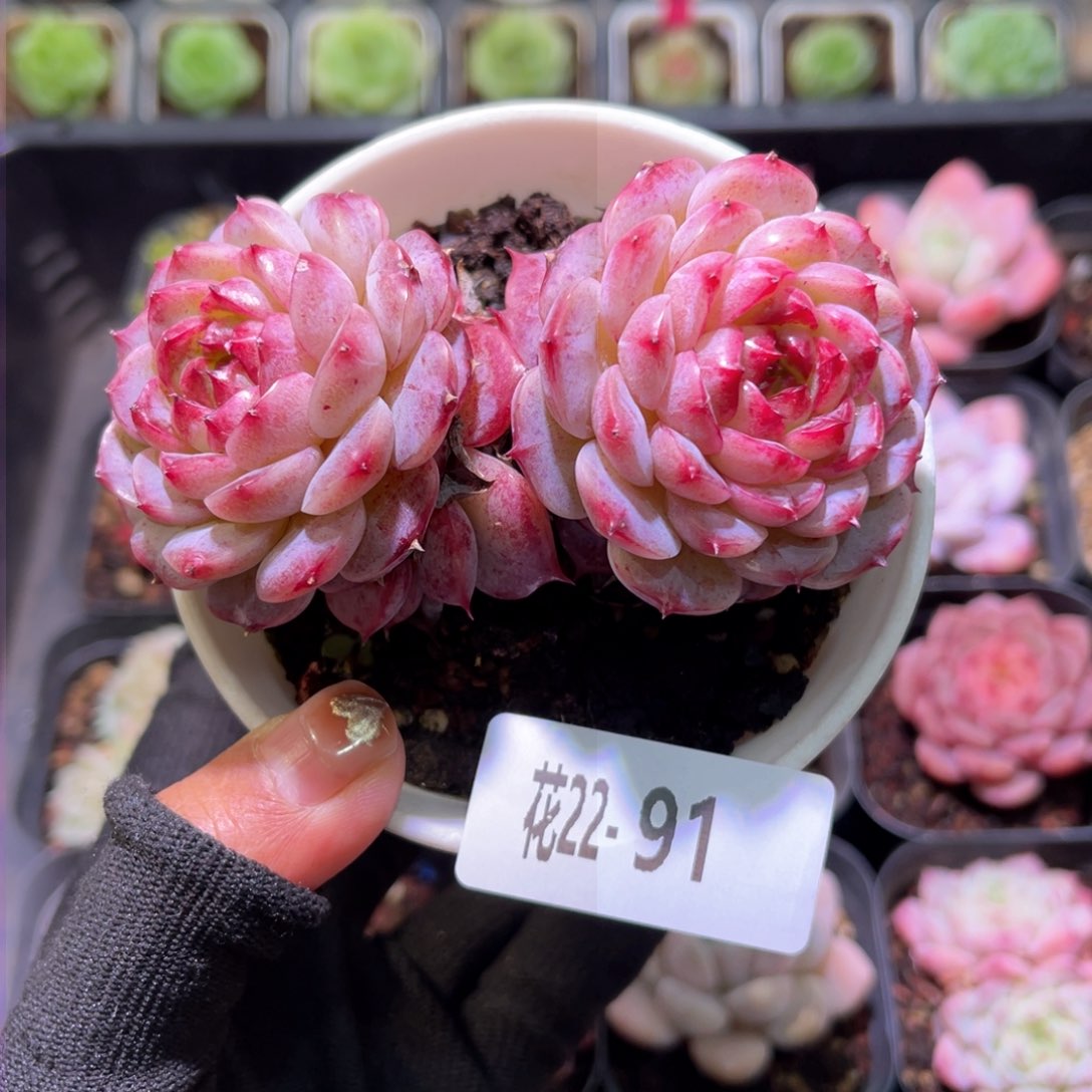 花22-91天鹅绒双头