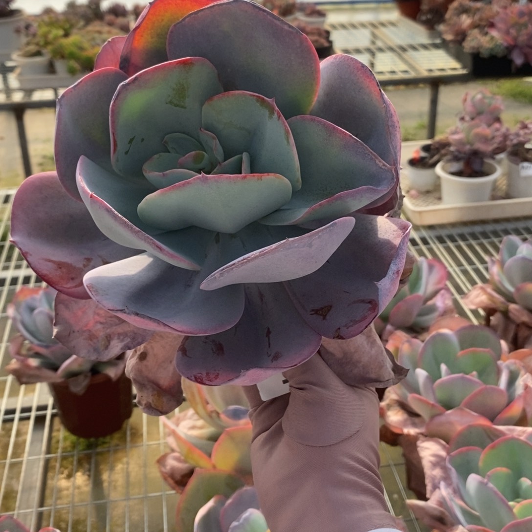 5751布鲁克林蓝一物一拍