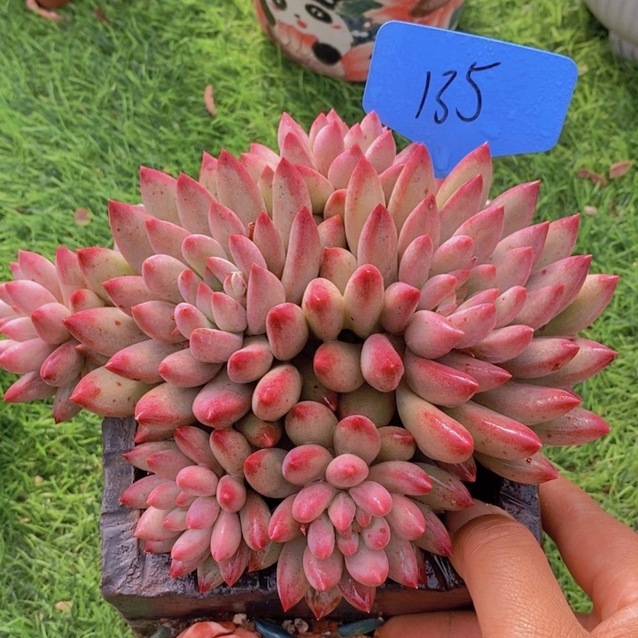 这个我都看出来这一