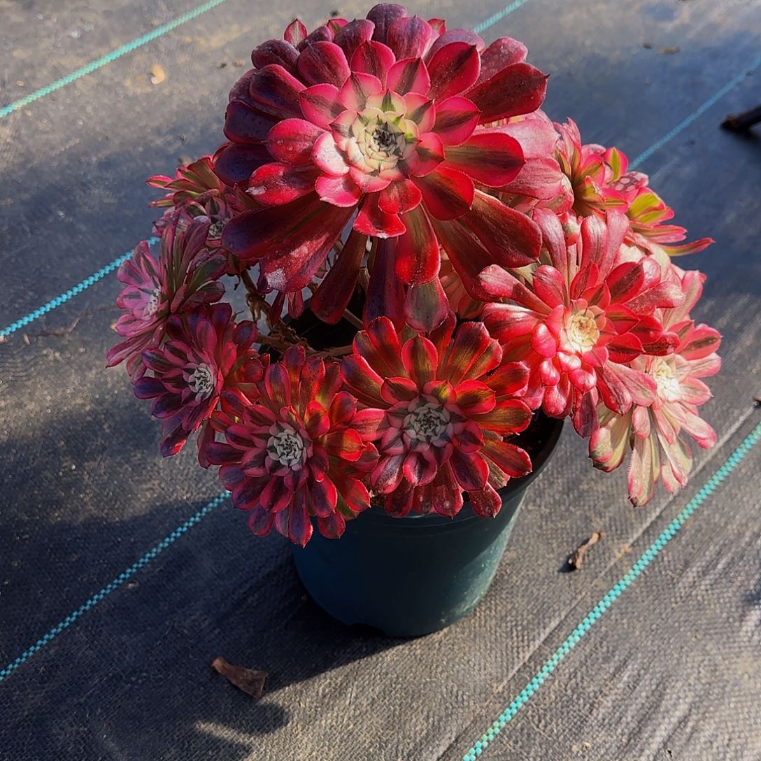 多肉植物红桐白老庄