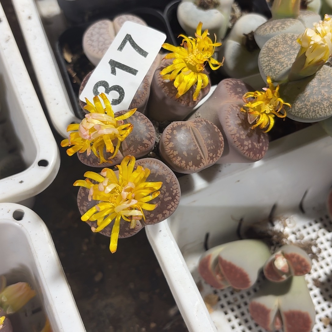 忘***忧生石花一物一拍特价317