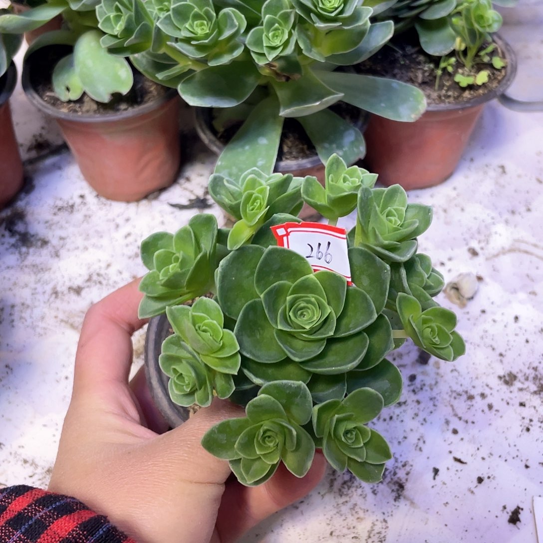 山地玫瑰多肉  266