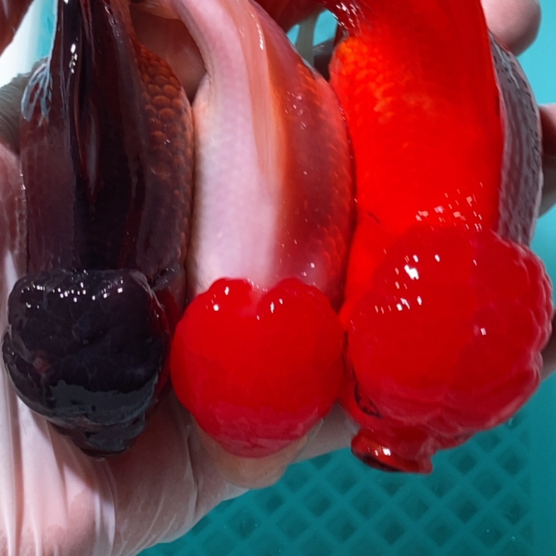 8-15公母搭配金鱼类