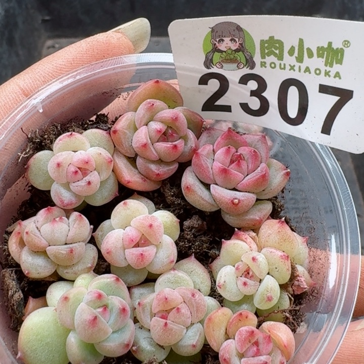 多肉植物多肉植物