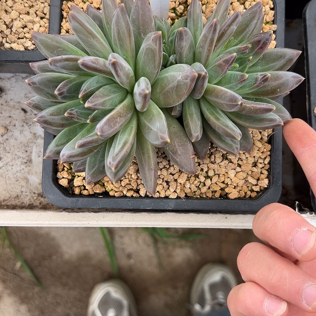 20优选雪戴利 多肉。 