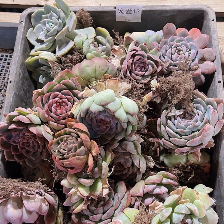 直播福利一物一拍13