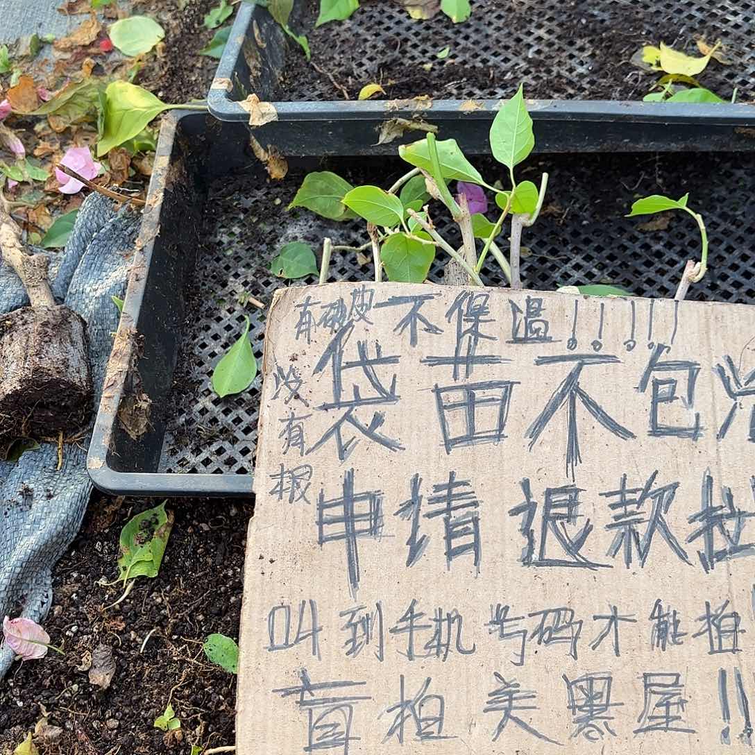 燕****当前无花栽培后可以开花袋苗盲盒三颗不包活8