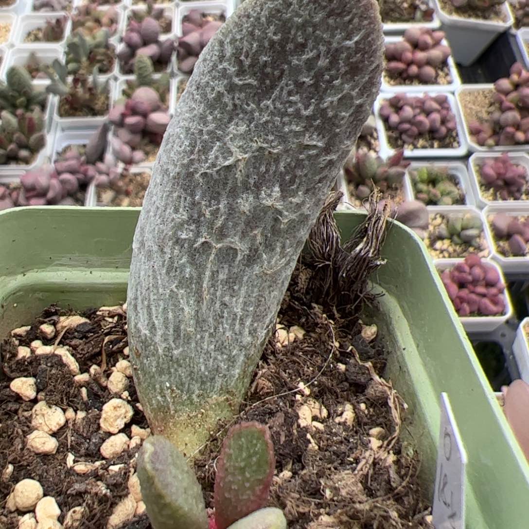 实生低叶苗多肉植物水泡