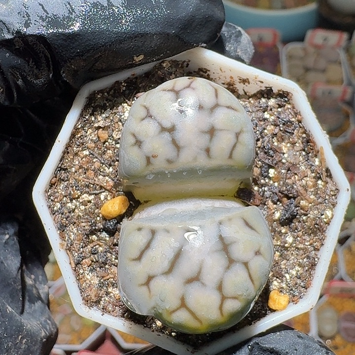 生石花33:：：。   387号