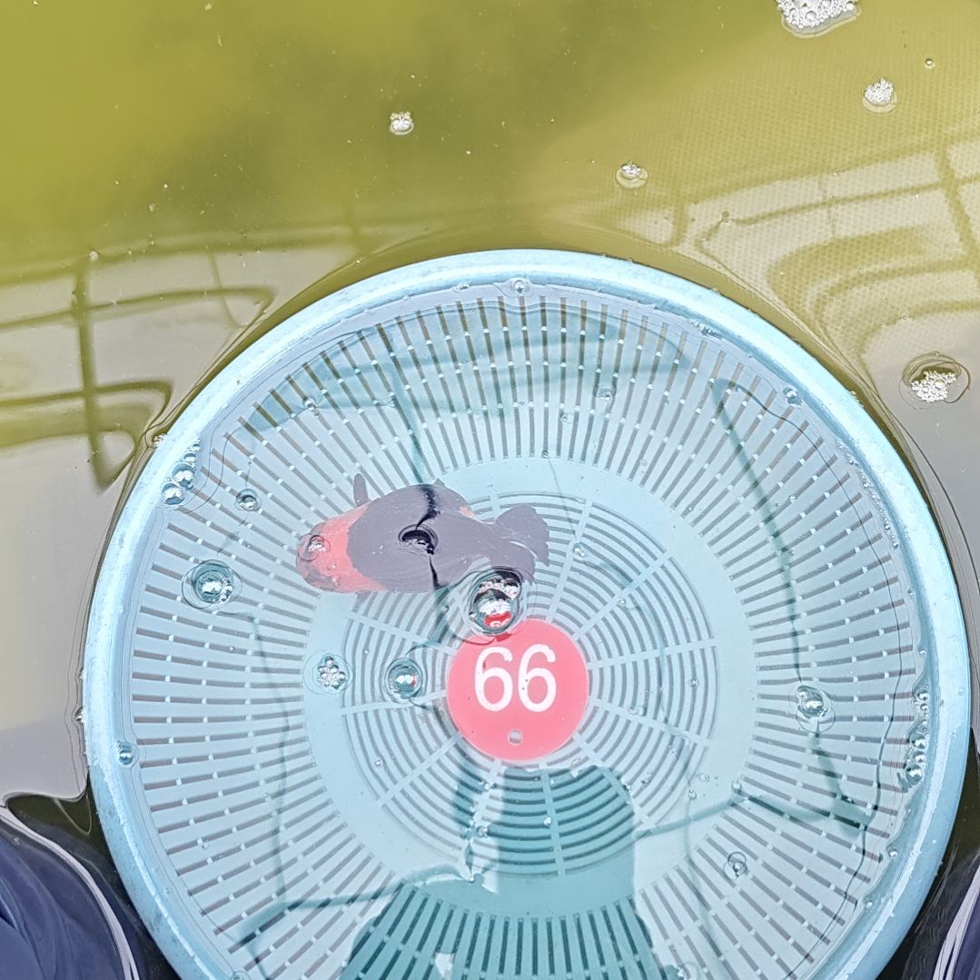 海水鱼99直播间看好下单不退不换到货录完整开箱视频有售后