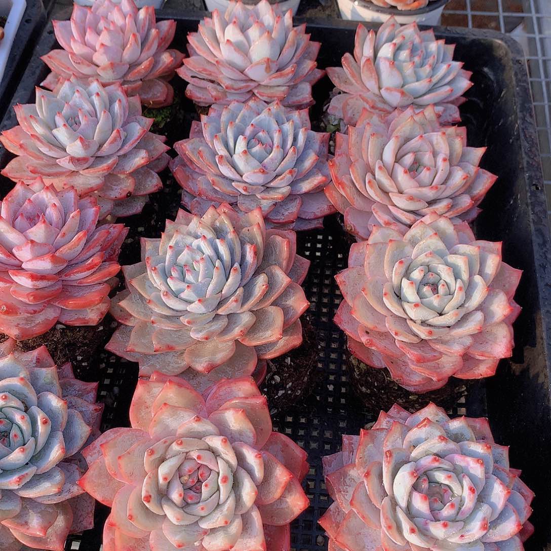 单头粉蓝鸟346789900000