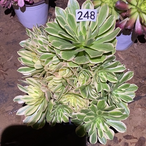 多肉植物法师248颜宁