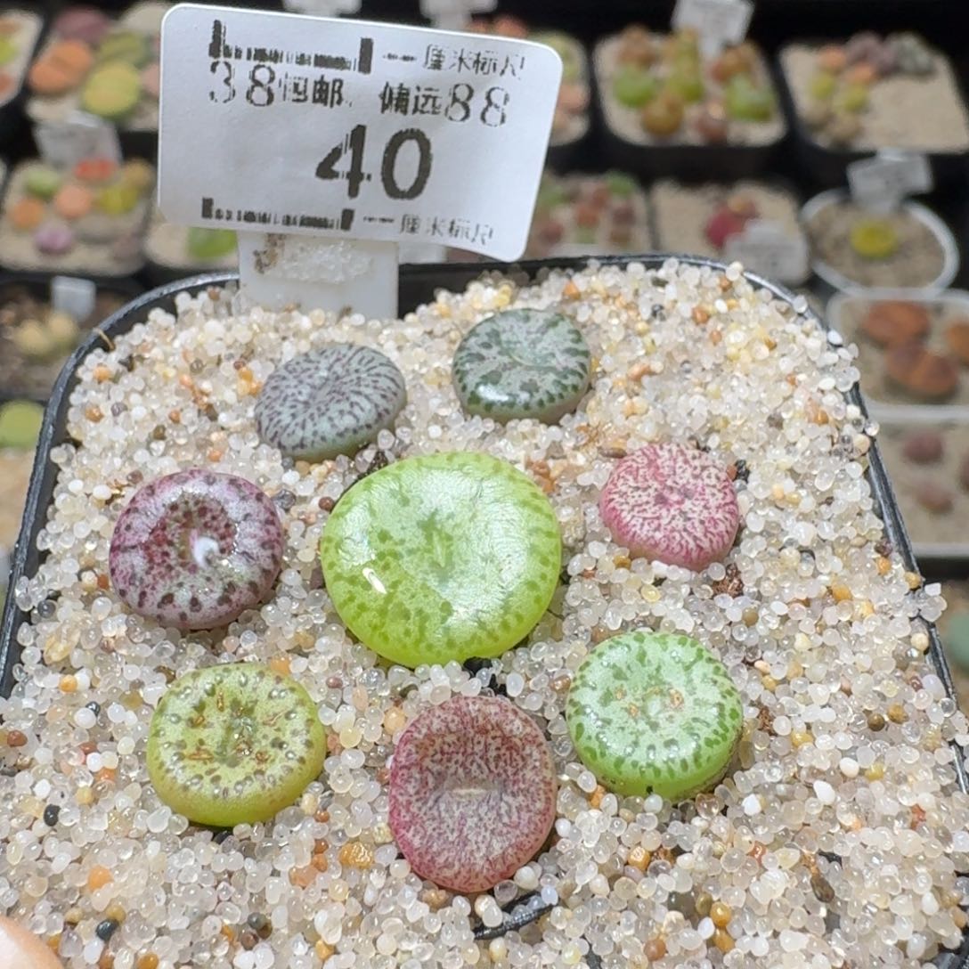 Ssss好货也福利便宜40
