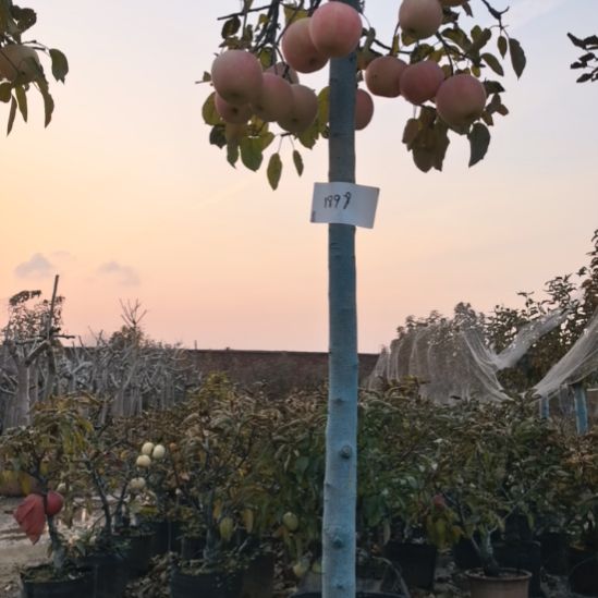 无花朵大高杆精品苹果盆栽