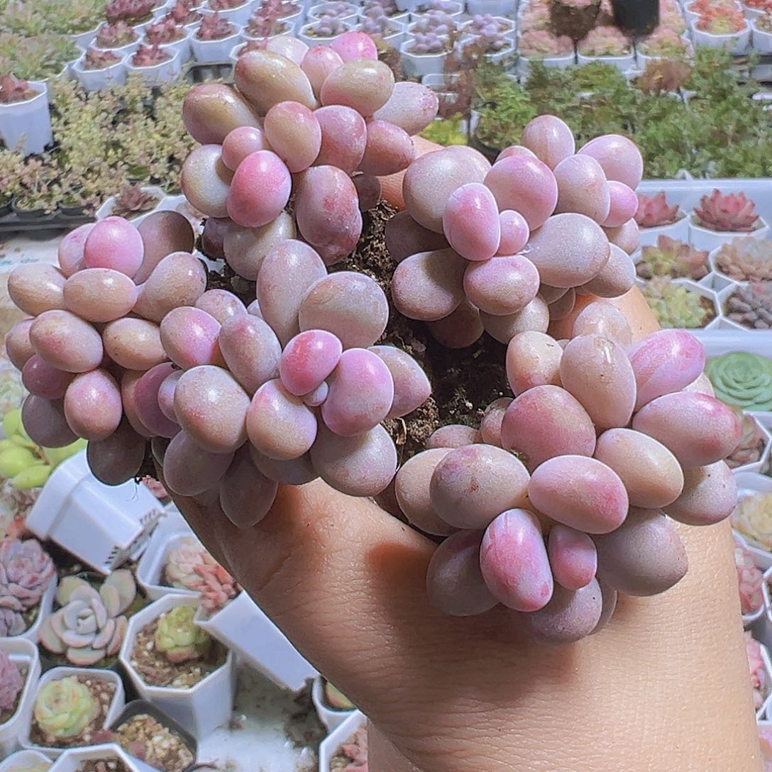 双头桃蛋5个19包邮