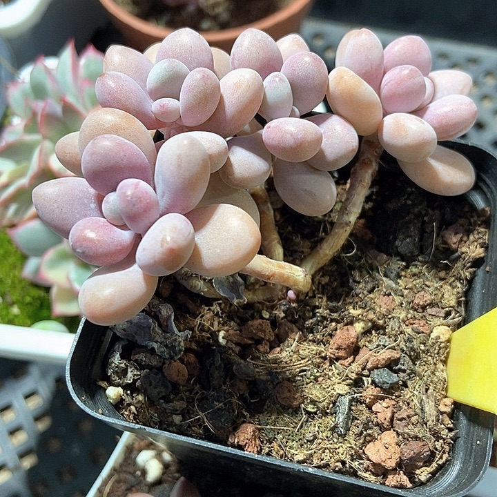 多肉植物桃蛋2096多肉