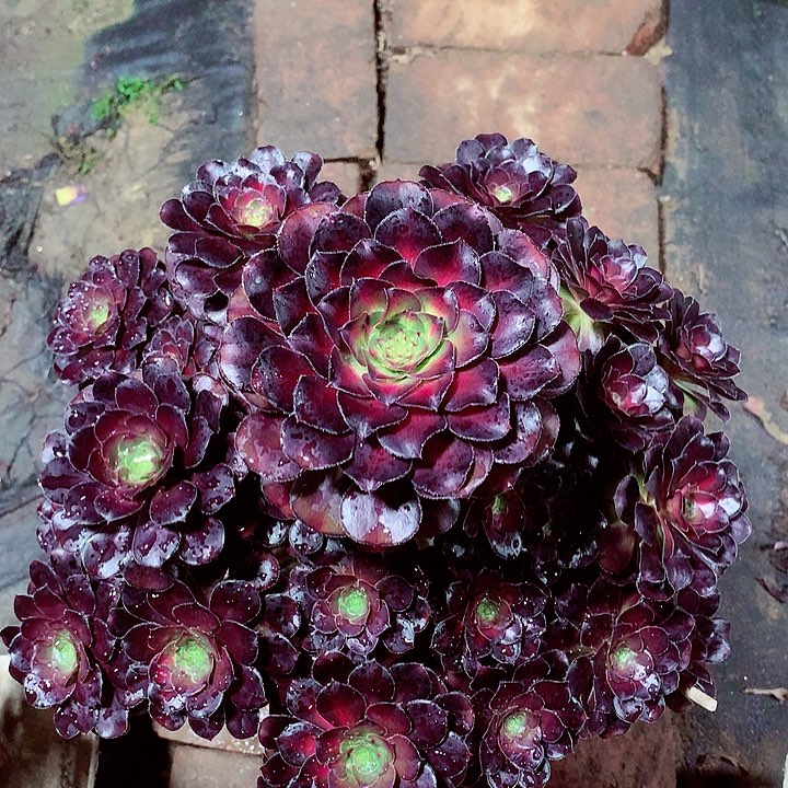 晚霞的，多肉植物