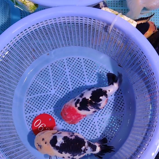 金鱼063兰寿两只特价顺丰包邮