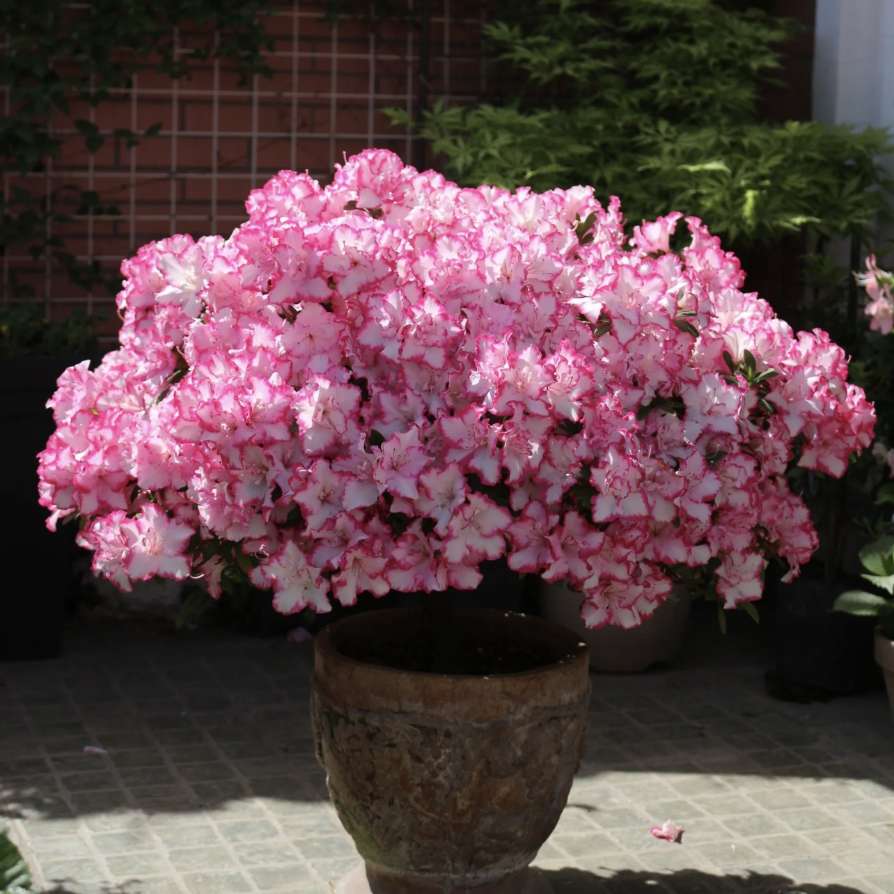 杜鹃花【颜色自选】盆栽室内外庭院植物新手易养护爆花强