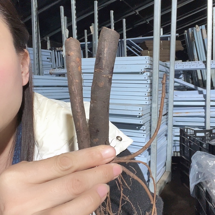 鸿***鹄当前无花栽培后可以开花帕金根