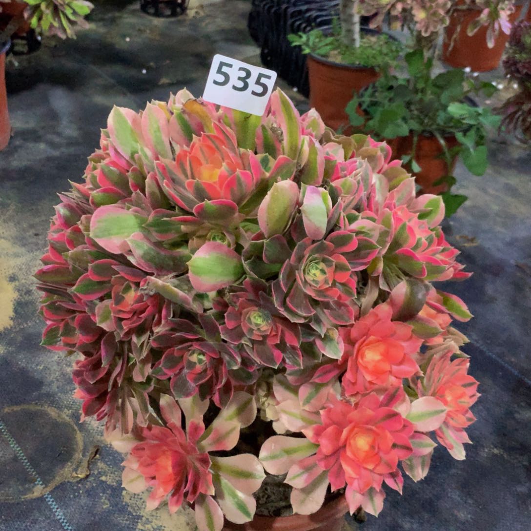 【闪购商品】535粉女郎