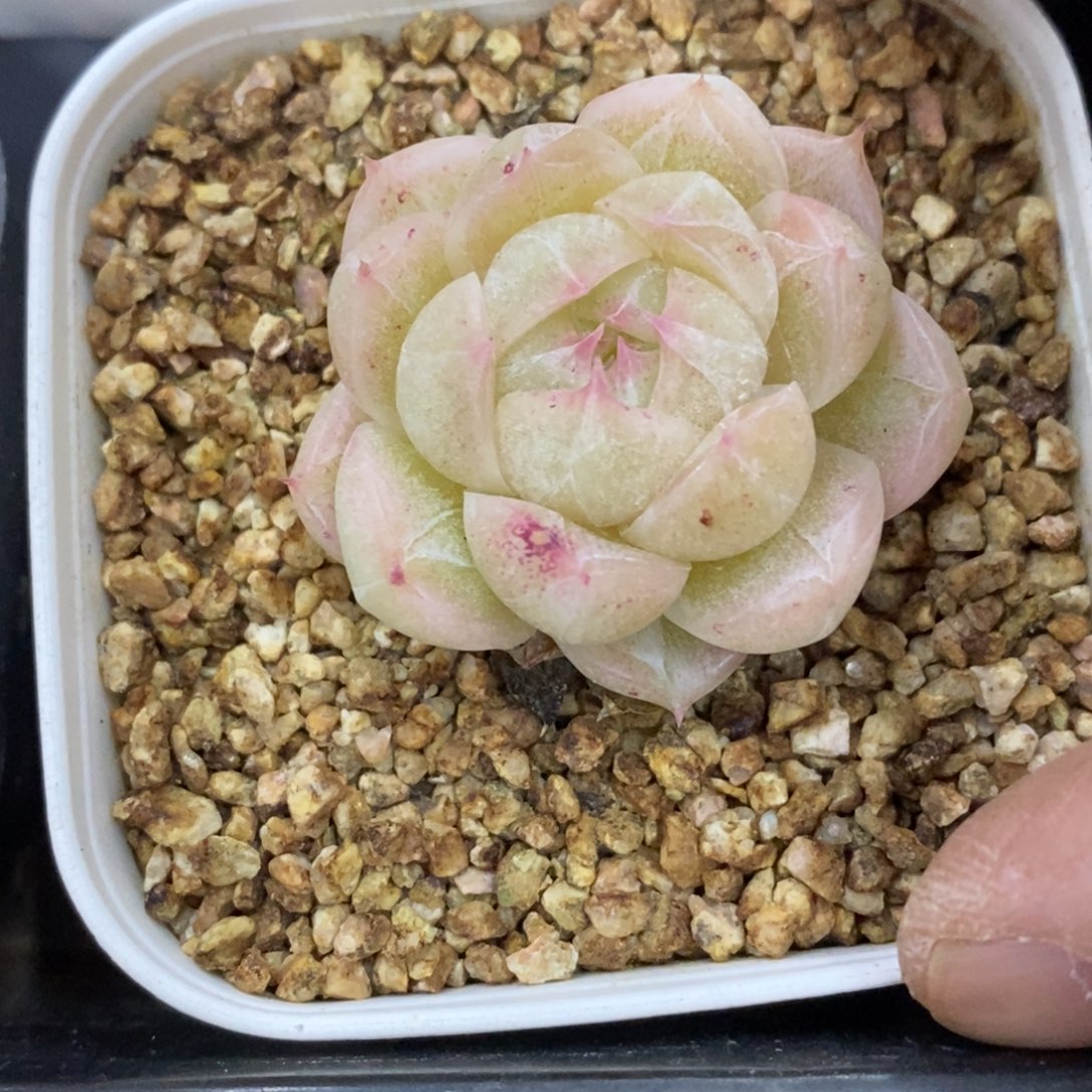 精品多肉一物一拍不包整471