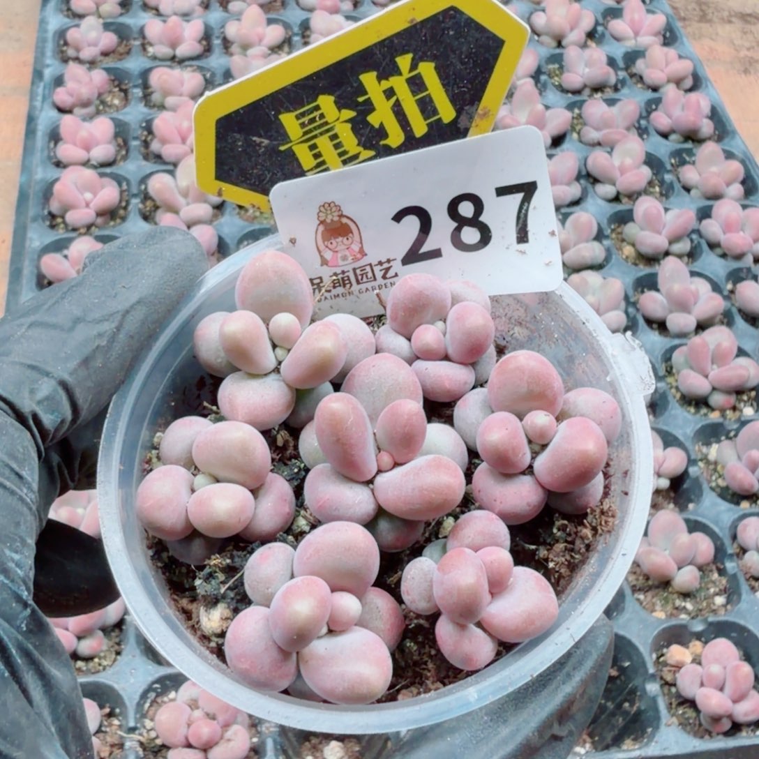 多肉植物多肉植物