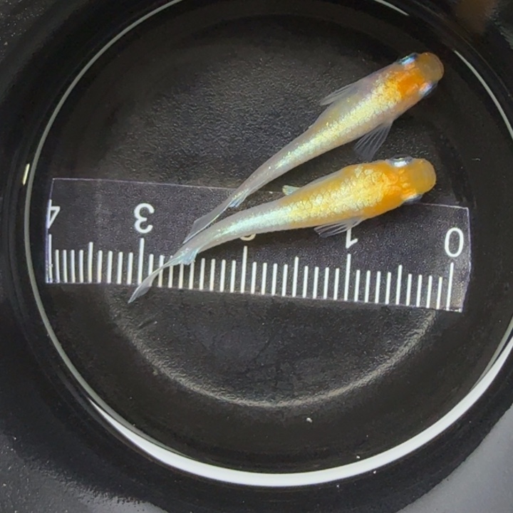 青鳉鱼红白赤壁25号