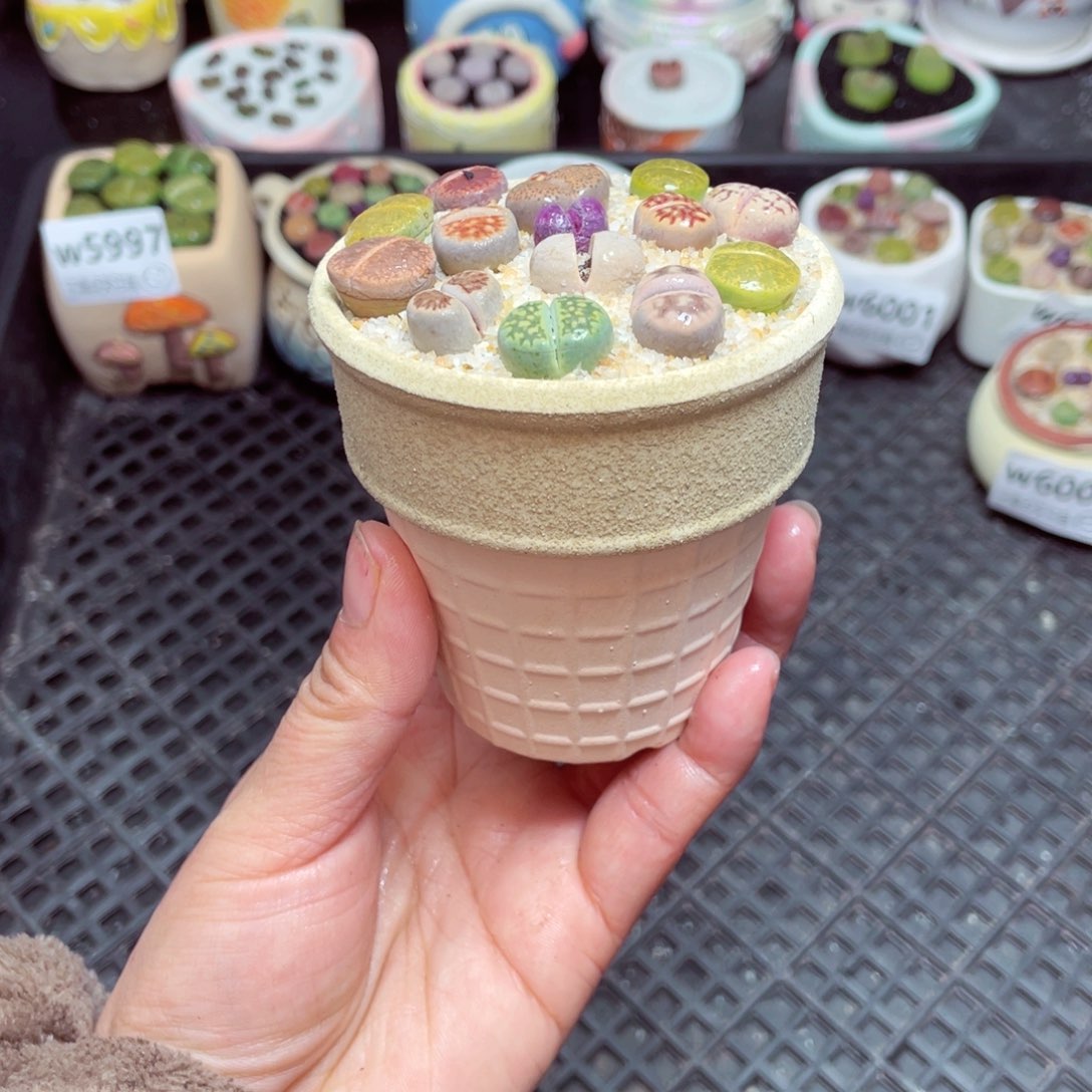 w6004 -零下地区拍保温箱-15支持寄养