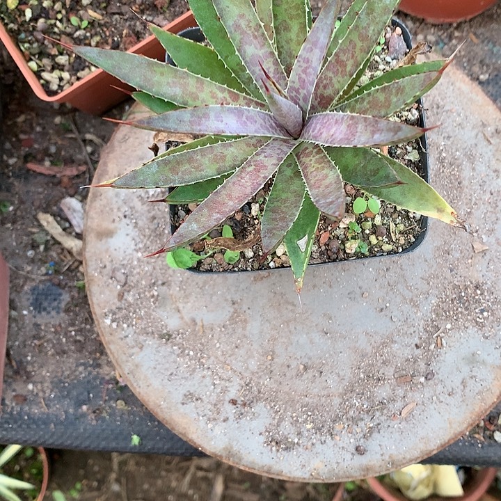 多肉植物龙舌兰科杂交品种