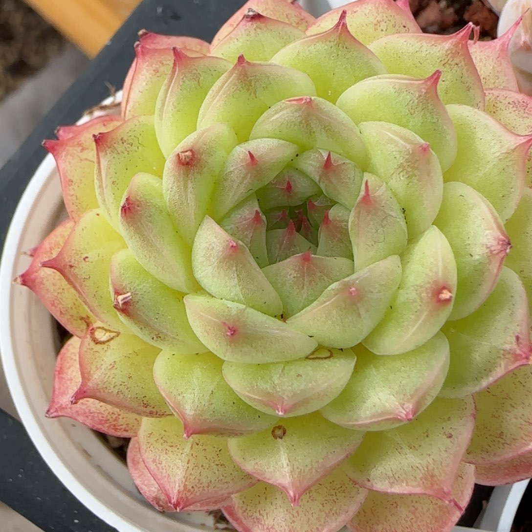 花语逸镜0208-641