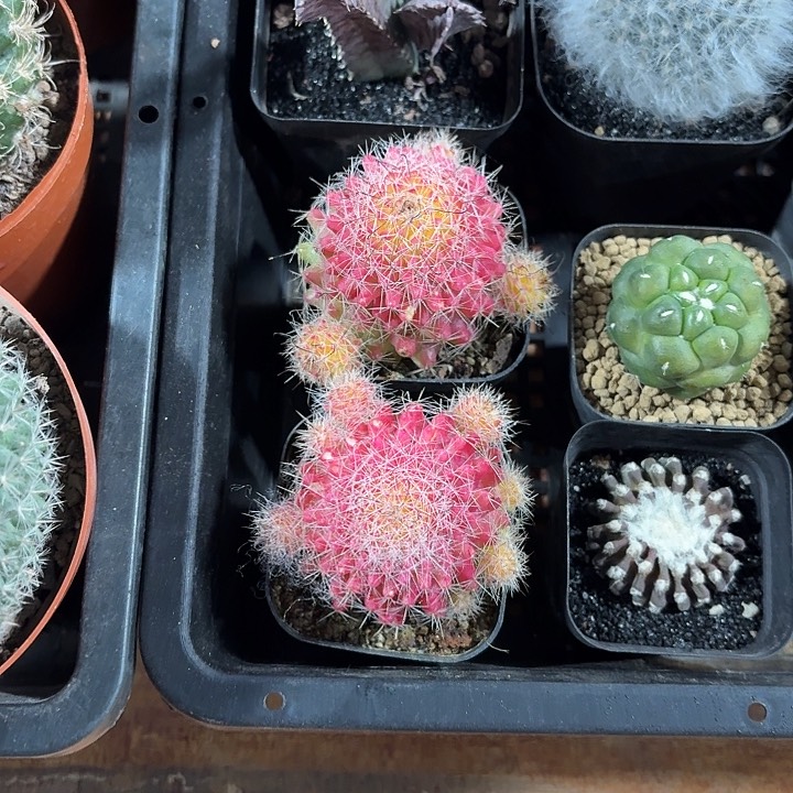 红娜丸仙人球仙人球