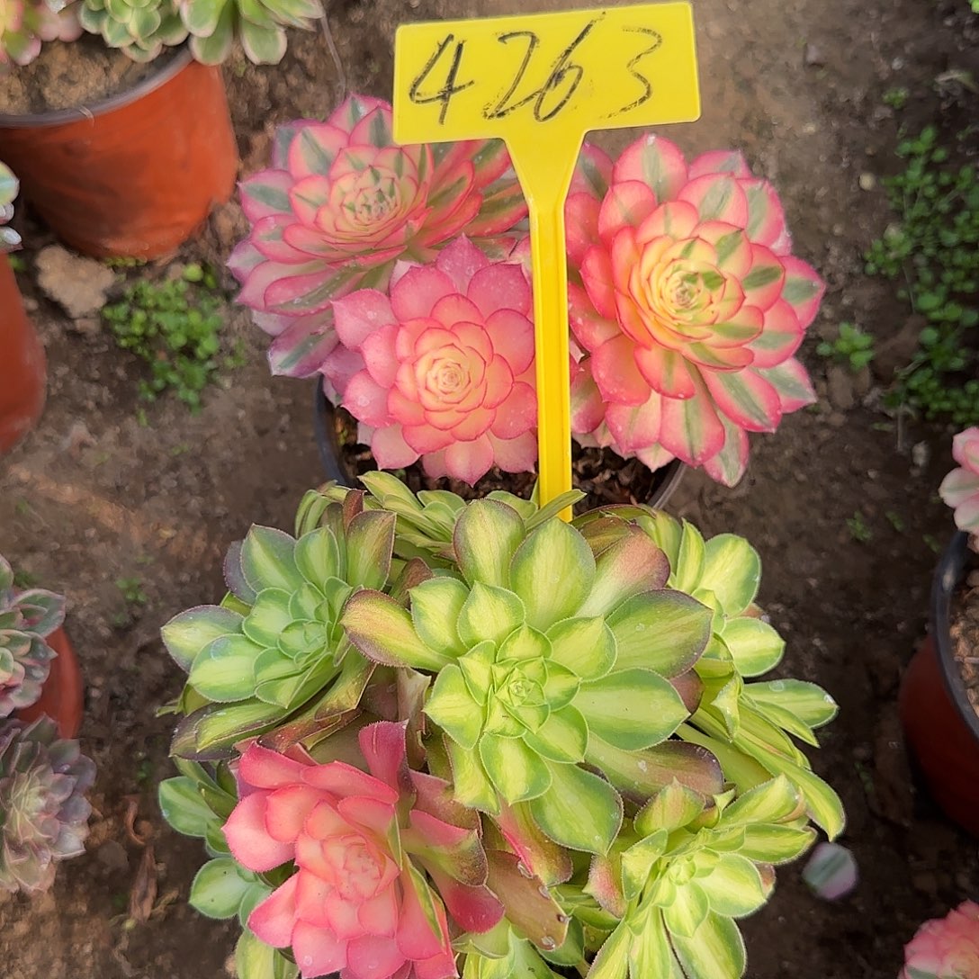 ৡ***ᦗ4263---两颗多头多肉