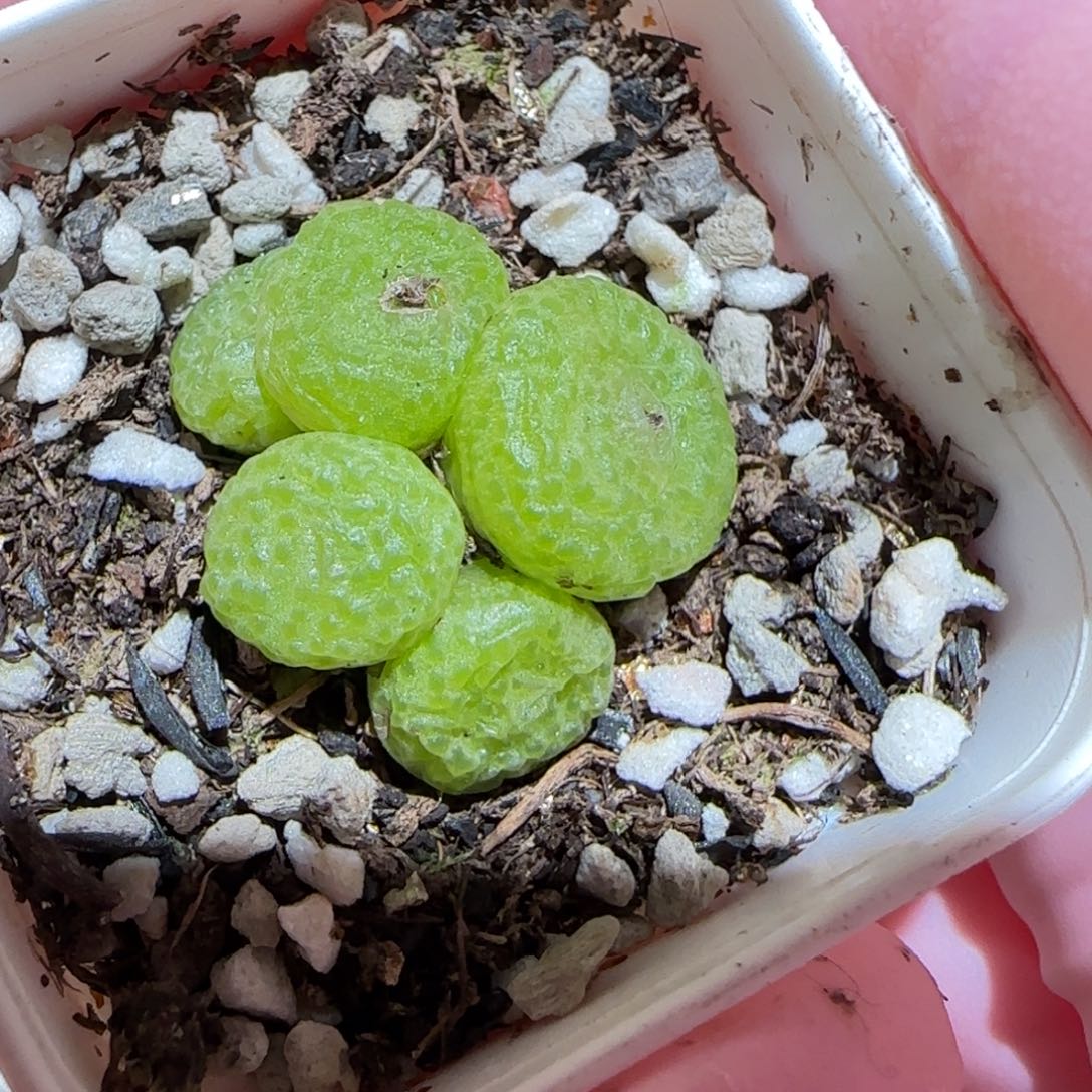 肉锥多肉植物百科-青团221