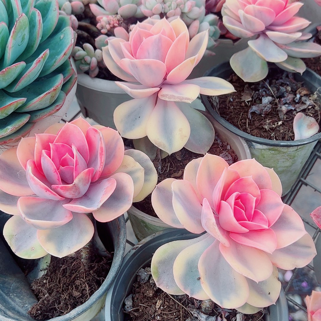 彩虹大单头精品特价二盆