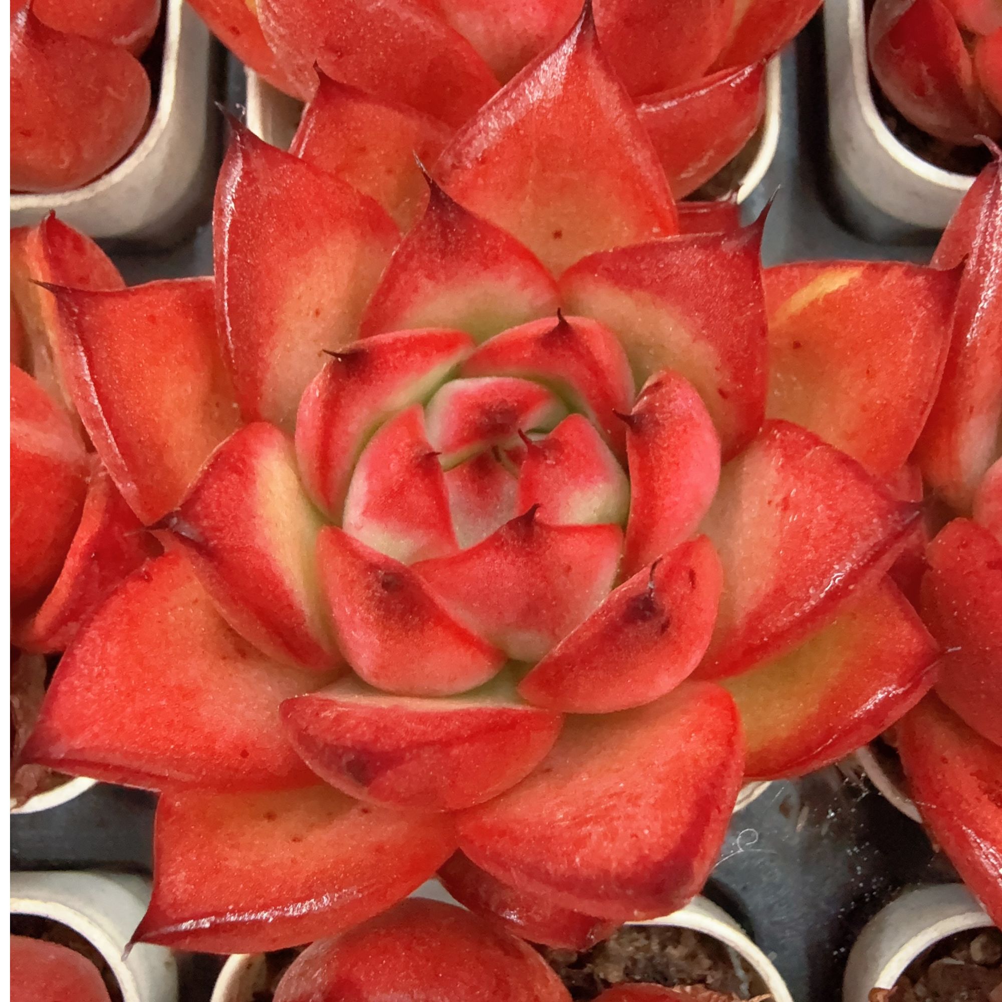 50#吸光玛利亚单头（4-6cm）带盆土