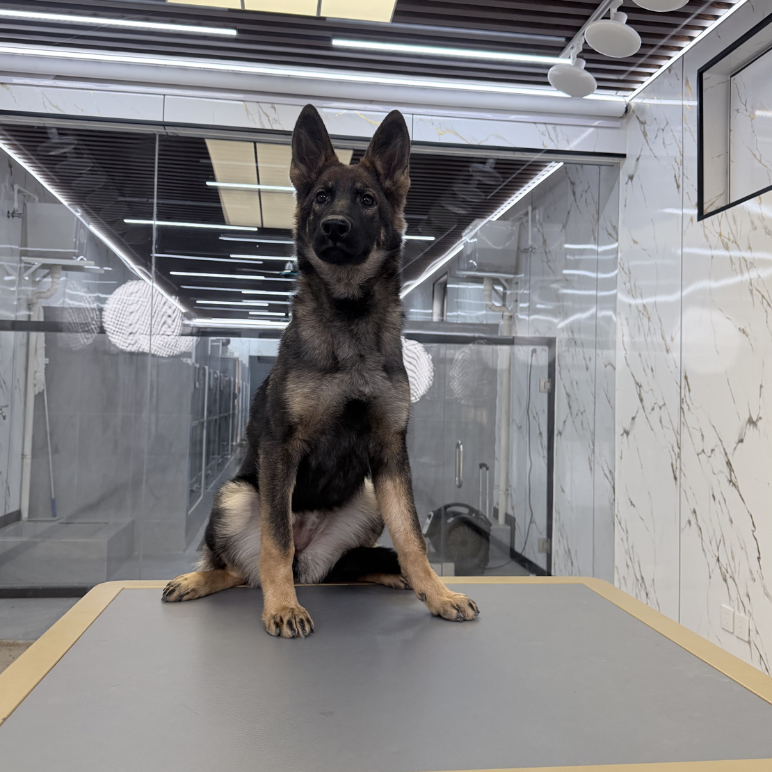【戴斯名犬】东德牧羊犬 活体 狗狗 