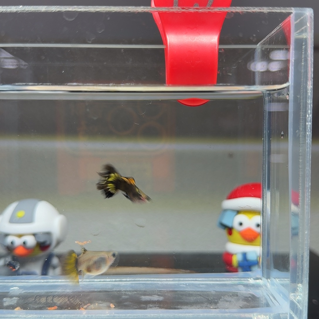 孔雀鱼玻璃猫孔雀鱼19