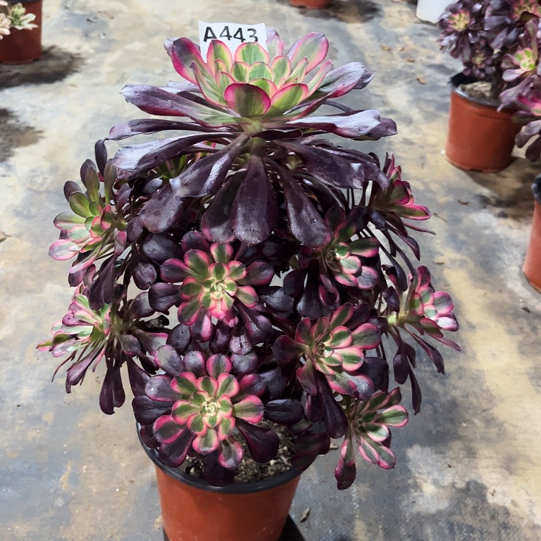 多肉植物丽娜443多肉