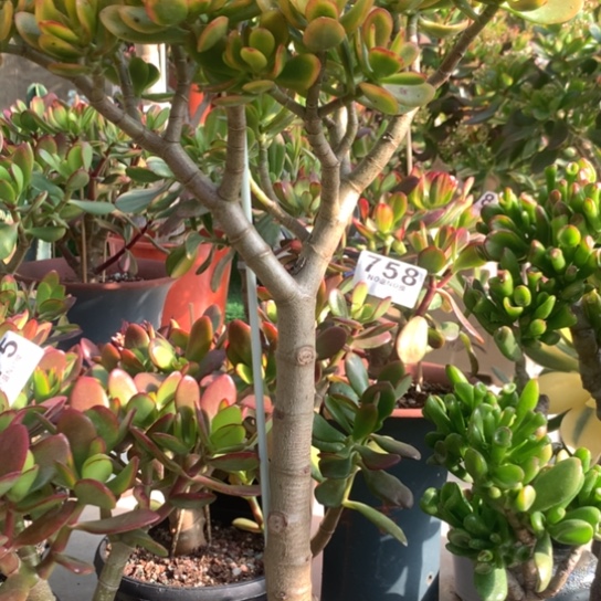 777糖果脱土发货