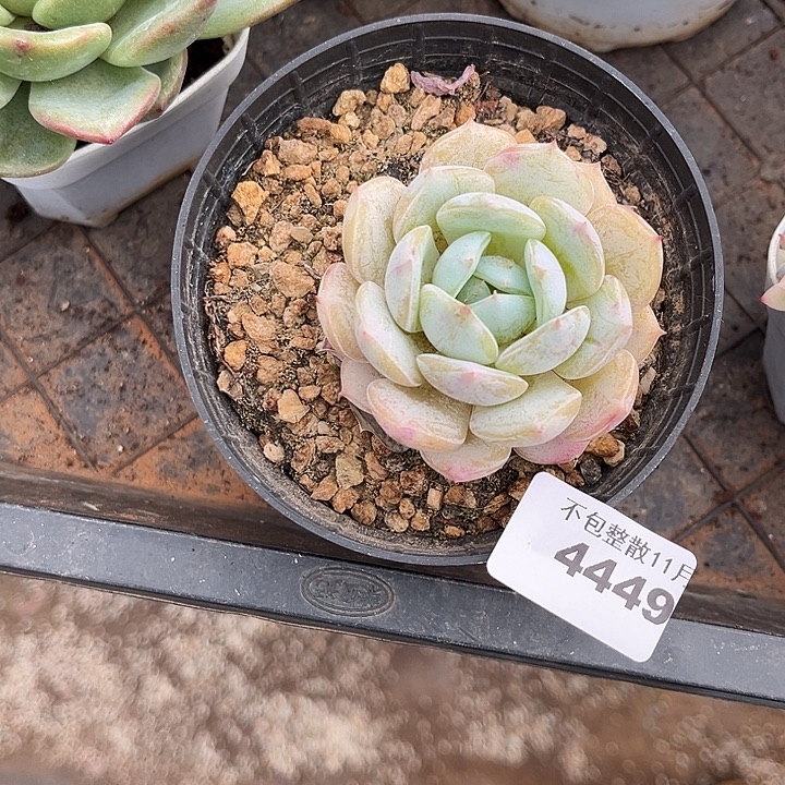 阿雅园艺。         4449劳林