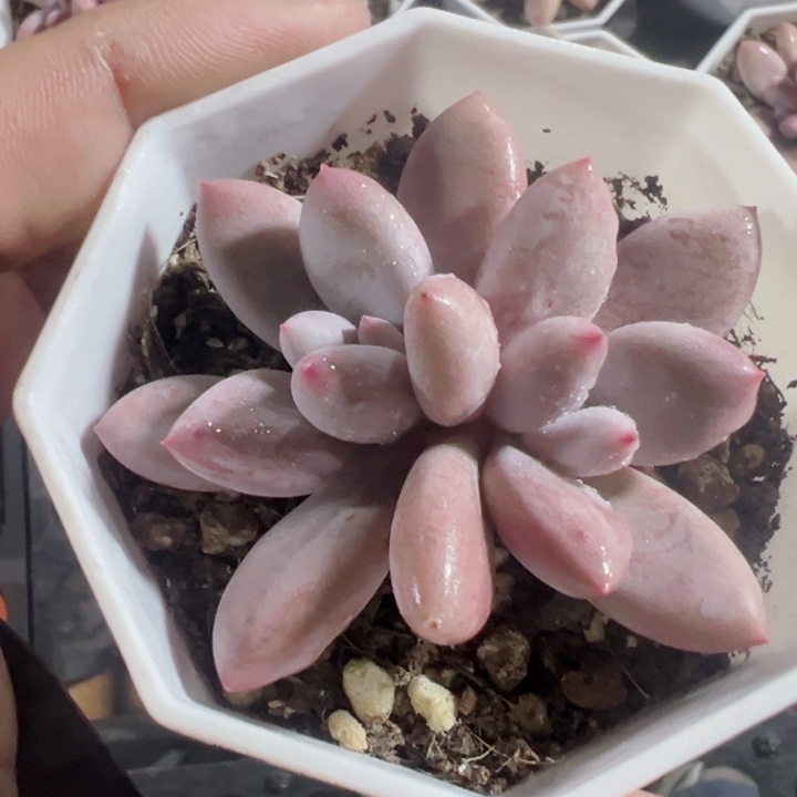 粉兔精品多肉植物