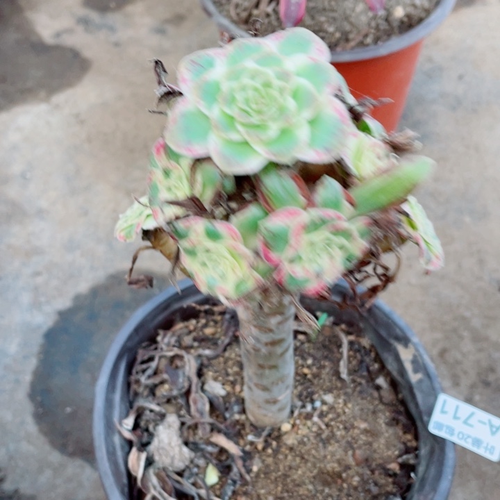 711微锦多肉123456789