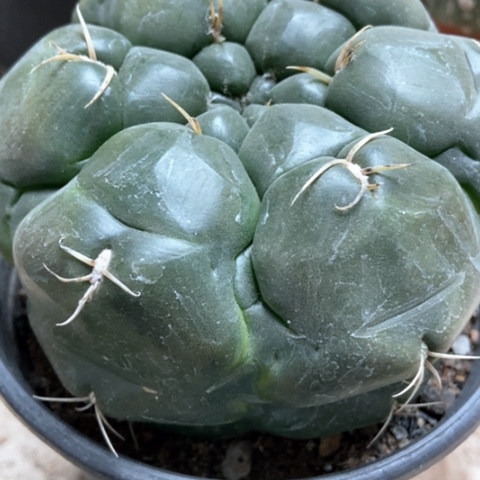 海王仙人球18米仙人球