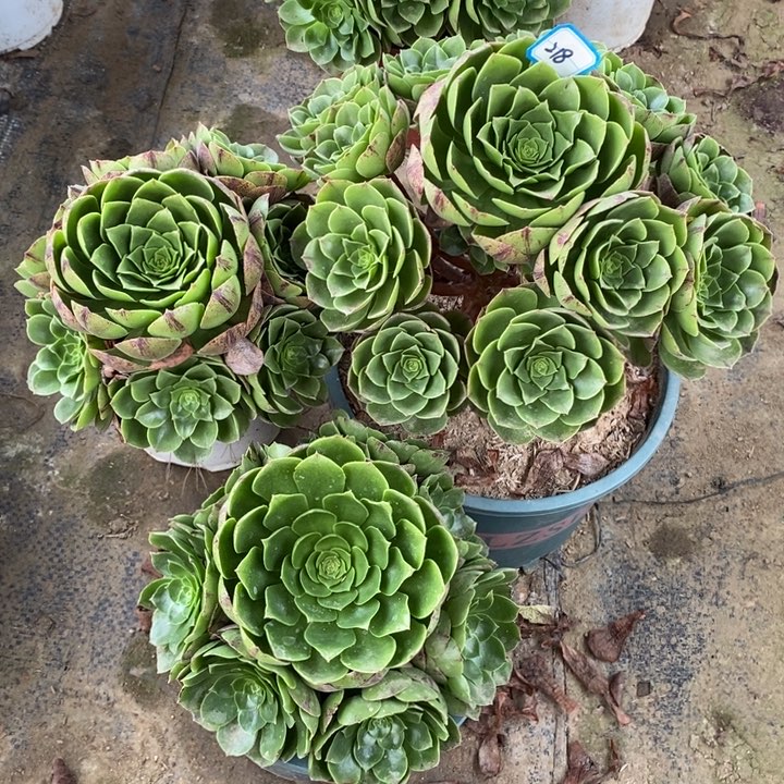 218圣罗兰组合多肉