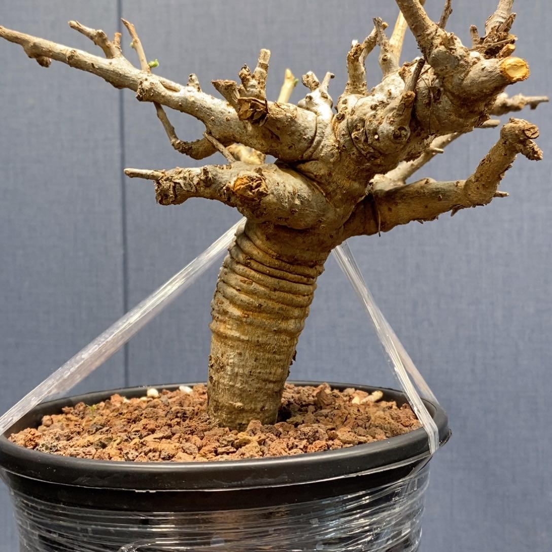 尼勒达乳香产地熟桩