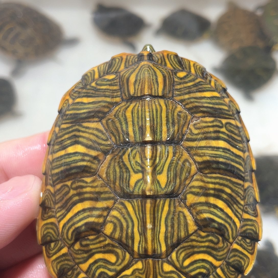 宠物龟不分公母7.7